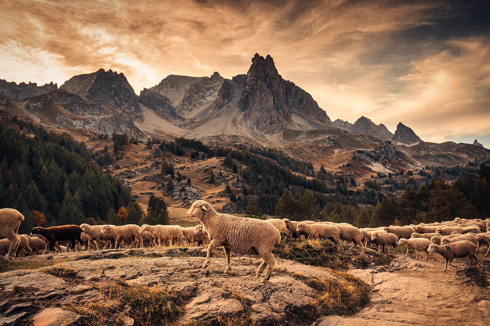 flock of sheep in the mountains